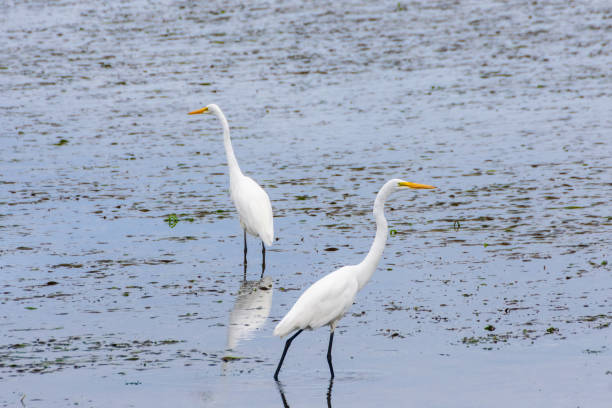istock White Egret birds feeding in Bay, Washington Coast 2037999147