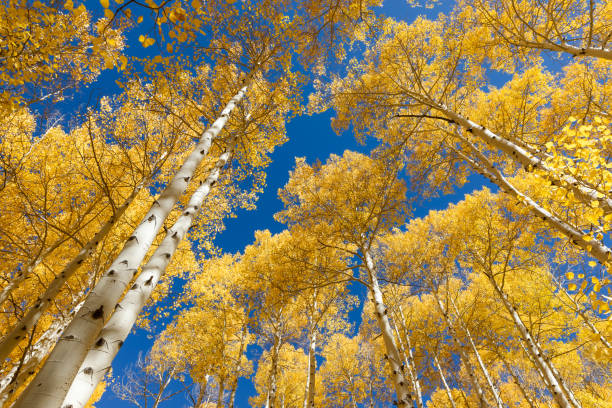 istock Autumn Aspen trees at peak fall color 2037999163
