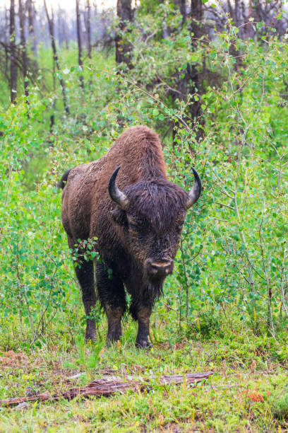 istock Wood Bison in Wood Bison National Park, Canada 2038000238