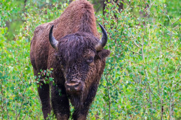 Wood Bison seen in Wood Bison Natinal Park, Northwest Territories and Alberta Canada