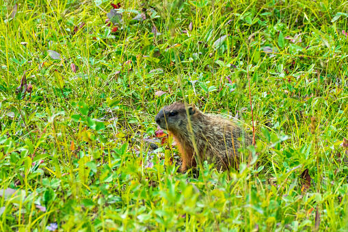 Adorable Marmot in meadow in Wood Bison National Park, Canada