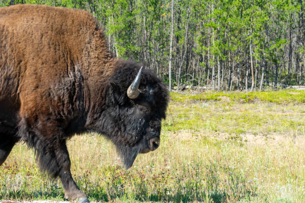 istock Wood Bison in Wood Bison National Park, Canada 2038003980