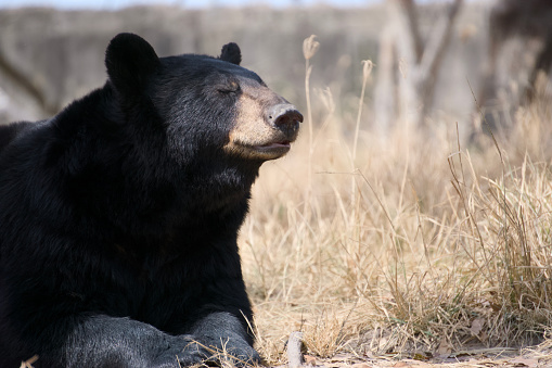 This striking image captures the tranquil essence of a black bear as it basks in the golden sunlight. Surrounded by a field of dry, golden grass, the bear’s thick, dark fur glistens in the natural light. With its eyes gently closed and head tilted towards the sun, the bear exudes a sense of peace and contentment. The soft, blurred background hints at a natural habitat, adding to the serene atmosphere of the scene. Perfect for conveying themes of nature’s calm and wilderness serenity.