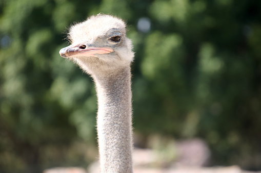 Capture the inquisitive spirit of wildlife with this close-up portrait of a curious ostrich. Its detailed gaze, set against a soft, natural backdrop, highlights the beauty and uniqueness of this magnificent bird in its outdoor environment. Perfect for projects that require a touch of nature’s wonder.