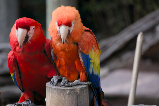 This striking image showcases a pair of Scarlet Macaws, their resplendent red, blue, and yellow feathers fully displayed as they share a perch. The birds’ intense black eyes and sharp claws stand out against their colorful plumage, while the blurred greenery in the background emphasizes their natural habitat. Ideal for any project that aims to capture the essence of these majestic birds or the vibrant life of the rainforest.