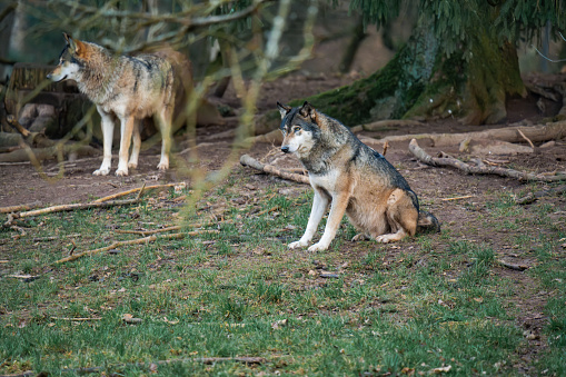 Two wolves sitting in a forest
