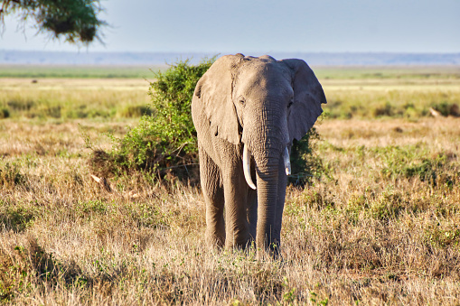 A young female elephant stands guard as tourists pass by at the Amboseli National park, Kenya