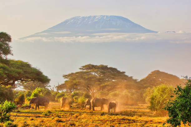 istock Elephants and Kilimanjaro 2038015795