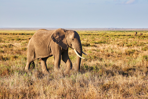 A young female elephant moves to join her herd the Amboseli National park, Kenya