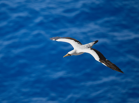 Masked Booby seagull soaring over the ocean waves in search of fish for lunch