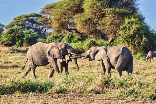 Two young female elephants have a fight for control of the herd at Amboseli National park, Kenya