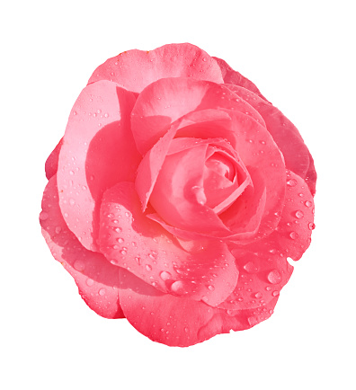 Pink rose flower isolated on white background. Clipping path included. \nwet camellia