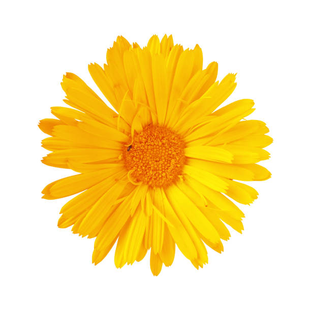 istock Calendula flower isolated on white background. Flat lay, top view. 2038024354