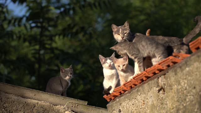 A family of happy kittens in the morning sun