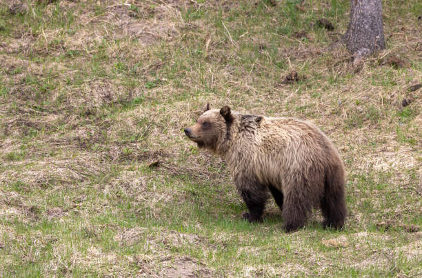 istock Grizzly Bear in Yellowstone National Park in Spring 2038026966