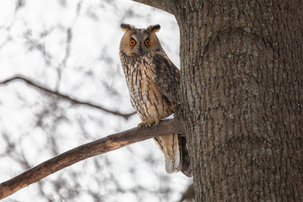istock Adult Long-eared owl perched on a tree branch 2038027490
