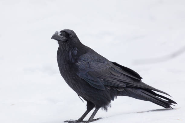 istock A black raven stands in the snow, close up 2038030172