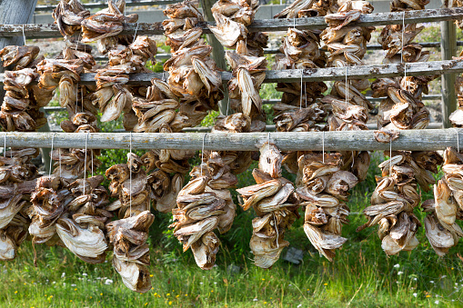 Dried cod heads close up, Norway