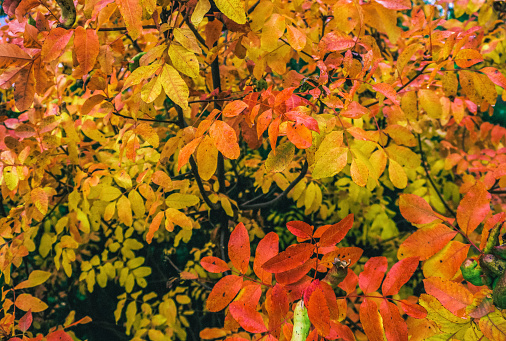 Charming autumn image: scattered leaves on the ground, warm colors and vibrant textures