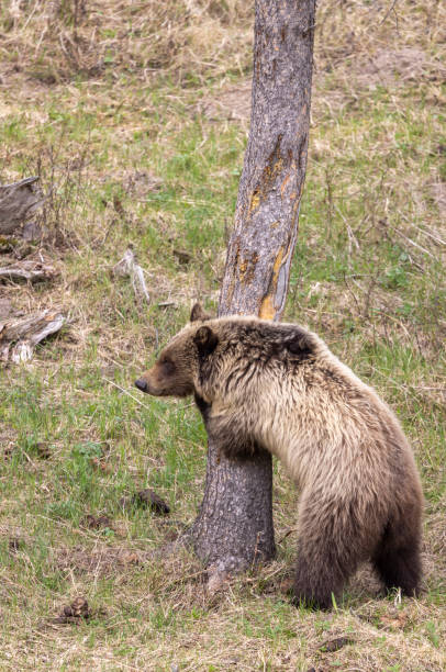 istock Grizzly Bear in Yellowstone National Park in Spring 2038035945