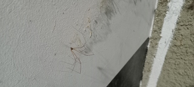 TINY SPIDER ON THE WALL. JAKARTA, FEBRUARY 24 TH 2024
