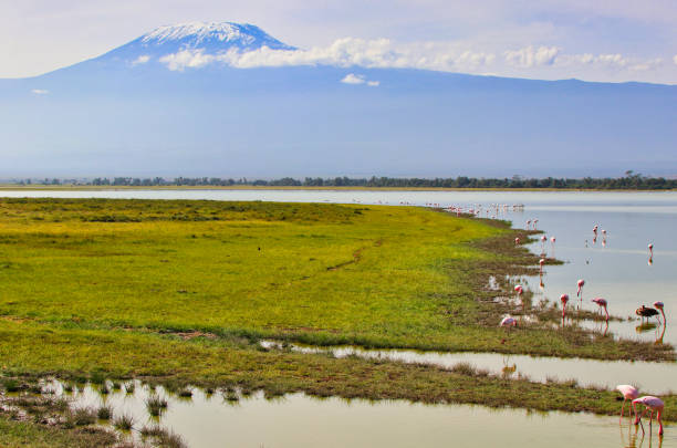 istock Flamingos at Amboseli with Kilimanjaro 2038036983