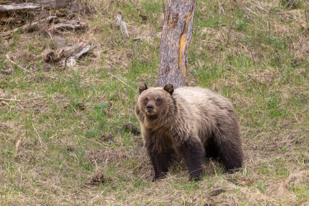 istock Grizzly Bear in Yellowstone National Park in Spring 2038039601