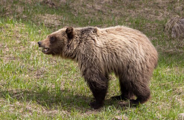 istock Grizzly Bear in Yellowstone National Park in Spring 2038050822