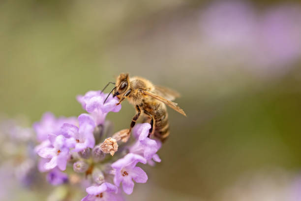 istock Honey bee is standing lavender flower 2038053449