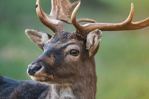 Old Red deer stag (Cervus elaphus) . Wild Deer.