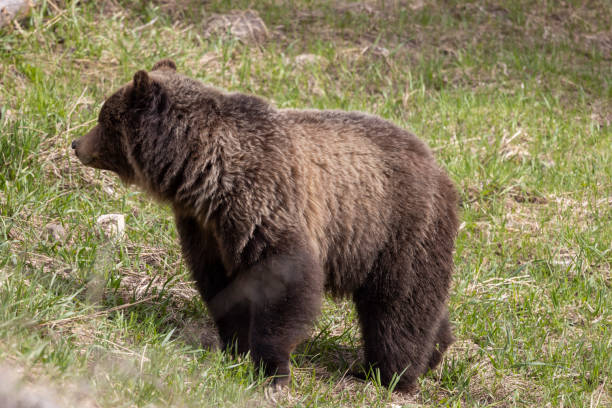 istock Grizzly Bear in Yellowstone National Park in Spring 2038058168