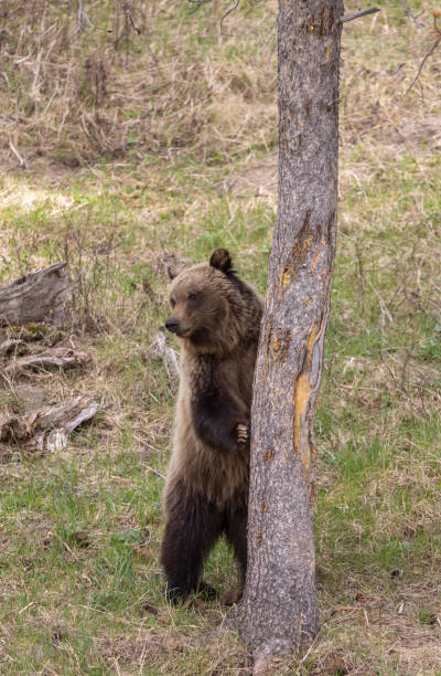 istock Grizzly Bear in Yellowstone National Park in Spring 2038060766