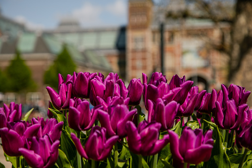 Close-up view of Holland's red, orange, purple, yellow, and pink colorful tulip flowers with green leafs on street of Amsterdam, Netherlands.