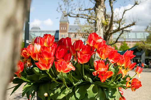 Close-up view of Holland's red, orange, purple, yellow, and pink colorful tulip flowers with green leafs on street of Amsterdam, Netherlands.