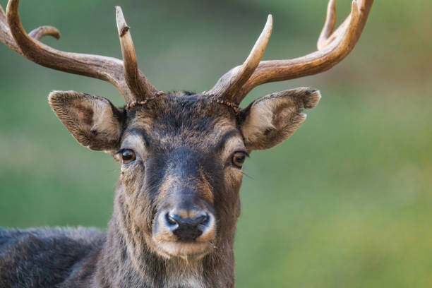 Free Stock Photo of Close-Up of a Deer With Antlers on Its Head ...
