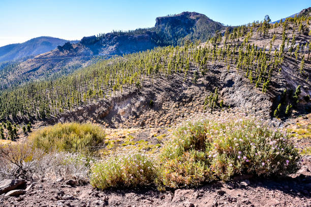 istock Forest In Teide National Park Tenerife 2038064449