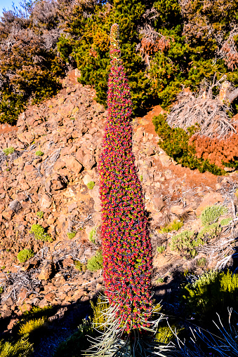 Specimens of Endemic Red Tenerife Bugloss in Teide National Park Canary Islands Spain
