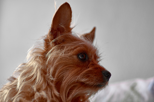 A small funny furry dog of the Yorkshire terrier breed with big ears and long red shaggy hair, staring