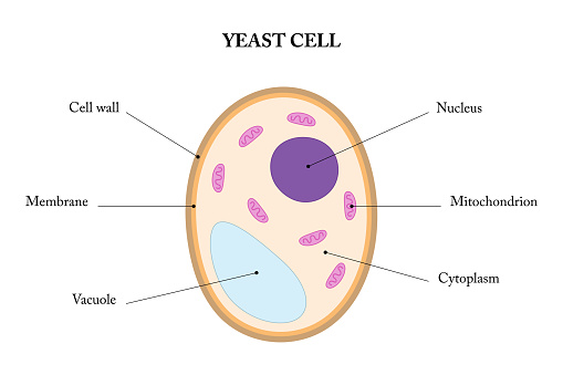 Labeled diagram of a yeast cell.