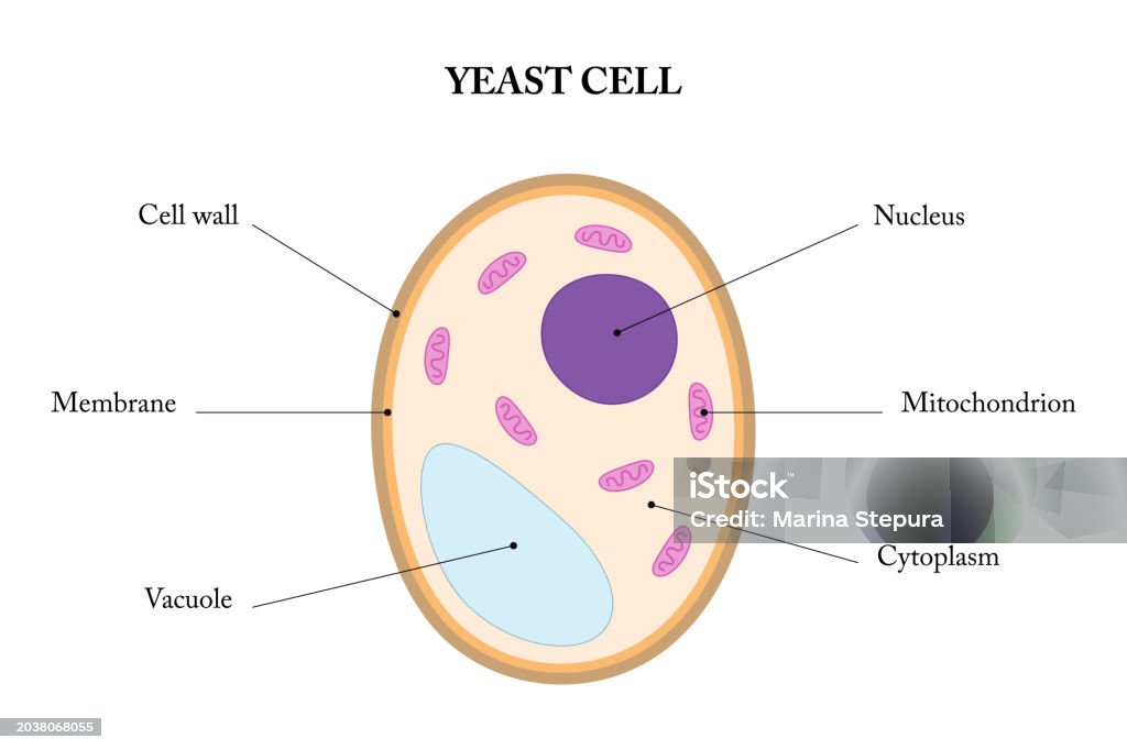 Yeast Cell Diagram Stock Illustration Biology Diagrams