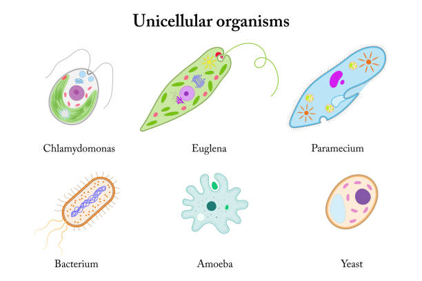 unicellular organisms. - paramecium点のイラスト素材／クリップアート素材／マンガ素材／アイコン素材