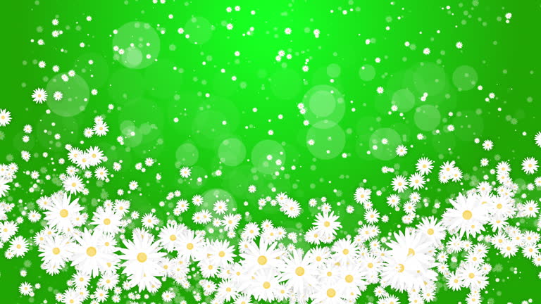White daisies flowers on green abstract background. Chaotic abstract rotation of floral elements. Looped animation.