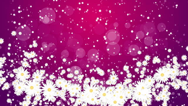 White daisies flowers on purple abstract background. Chaotic abstract rotation of floral elements. Looped animation.