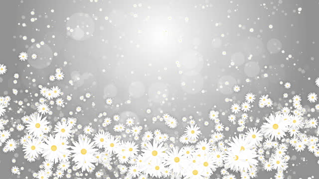 White daisies flowers on grey abstract background. Chaotic abstract rotation of floral elements. Looped animation.