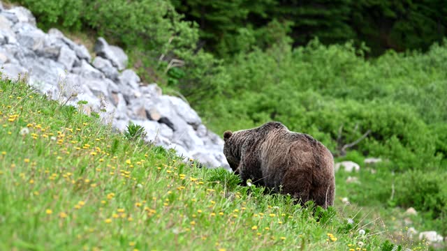 Grizzly bear in the Canadian Rockies