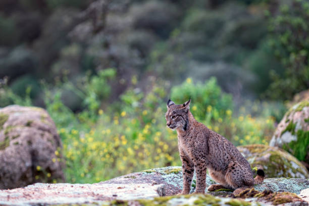 istock Iberian lynx in the Sierra de Andujar, Spain. 2038093269