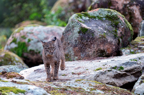 istock Young Iberian lynx in the Sierra de Andujar. Spain 2038093270
