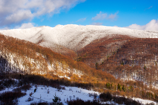 deciduous forest on top of a mountain. carpathian landscape in winter on a sunny day