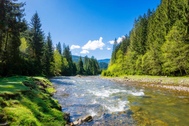 istock carpathian nature scenery with river on a sunny day in spring 2038104767