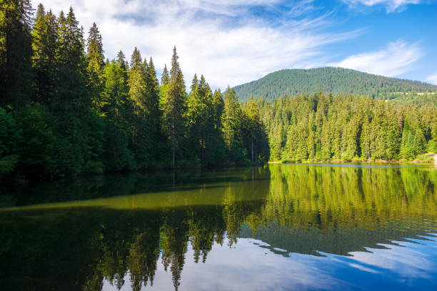 istock coniferous forest on the shore reflecting in the water 2038105325